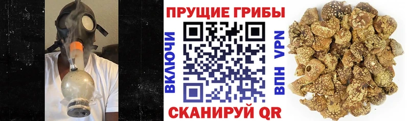 omg ссылка  Кизилюрт  Псилоцибиновые грибы Magic Shrooms 